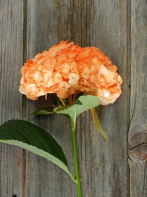 PAINTED ORANGE #18 TINTED HYDRANGEAS